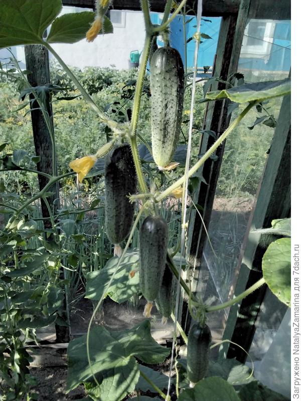 Куст Суперхруст