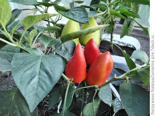 Сибирский карлик на 27 июля