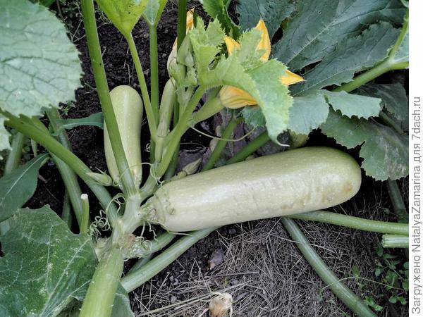 Хит сезона  на 3 сентября