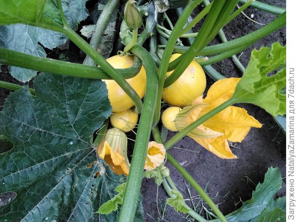 Солнечный мячик   3 сентября