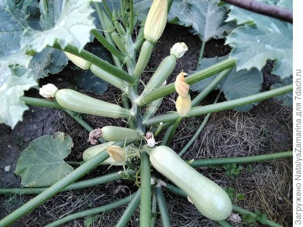 Кабачок  Ураган  4 июля