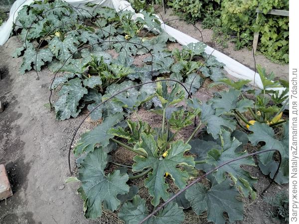 Кусты Кабачков на 24 июня