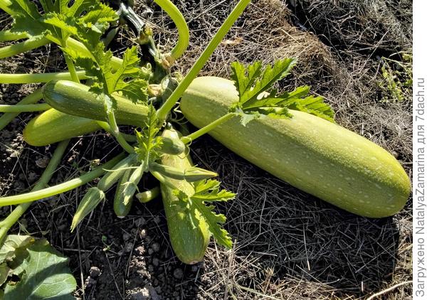 Хит сезона  14 сентября