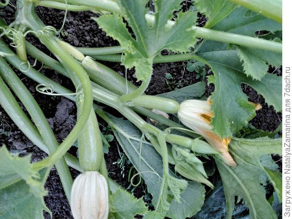 9 сентября,  новые завязи