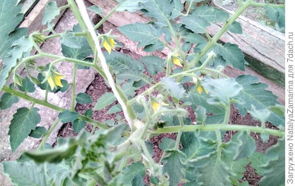 27 мая томат Красна девица