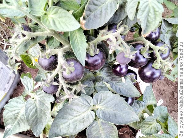 Черничка 24 июня