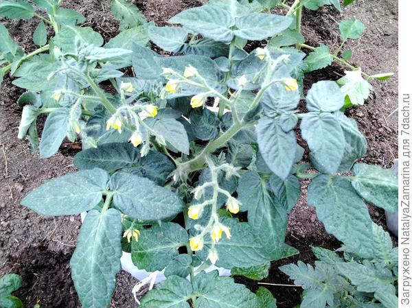 Черничка на 31 мая