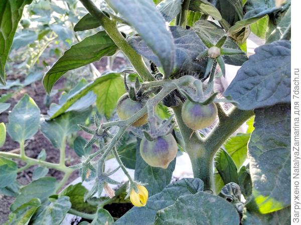 Черничка 5 июня