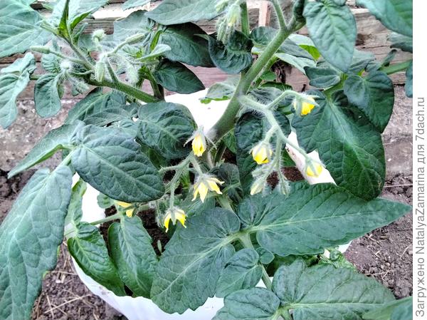 27 мая томат Черничка