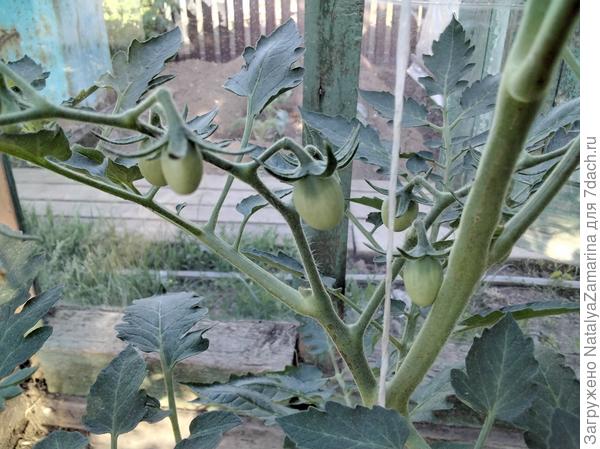 Красна девица 5 июня