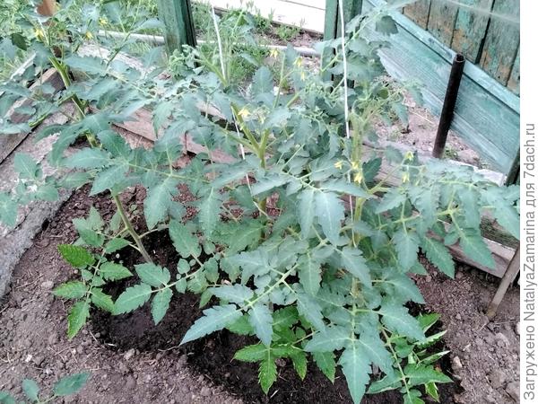 Красна девица на 31 мая