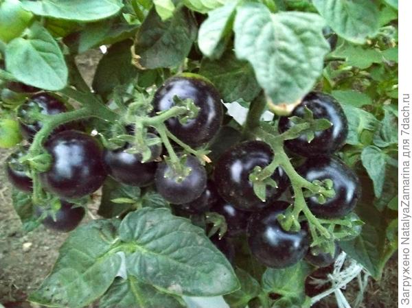 10 июля Черничка