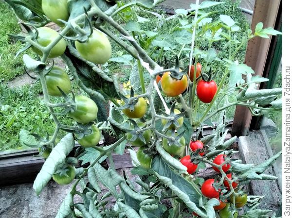 18 июля Красна девица