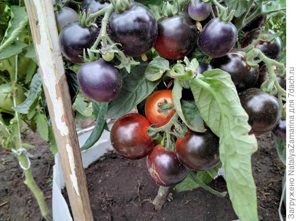 18 июля Черничка