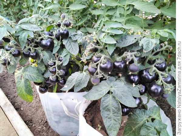 29 июня Черничка