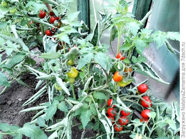 Красна девица