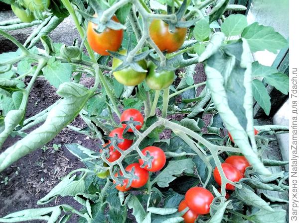 Томат зреет