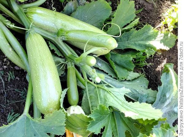 Кабачок  Ураган