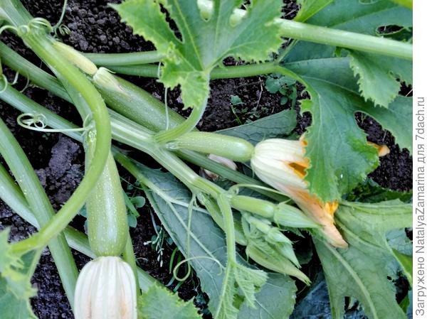 Осенние завязи