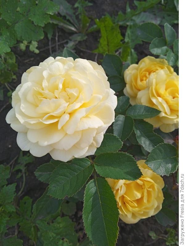 Моя розочка