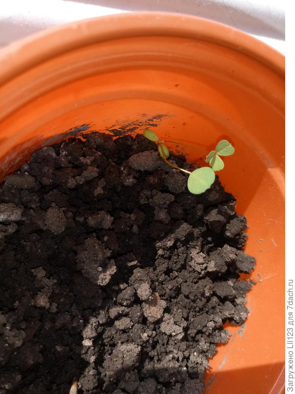 Помогите определить что у меня растет