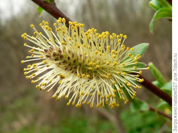 отличается и очень