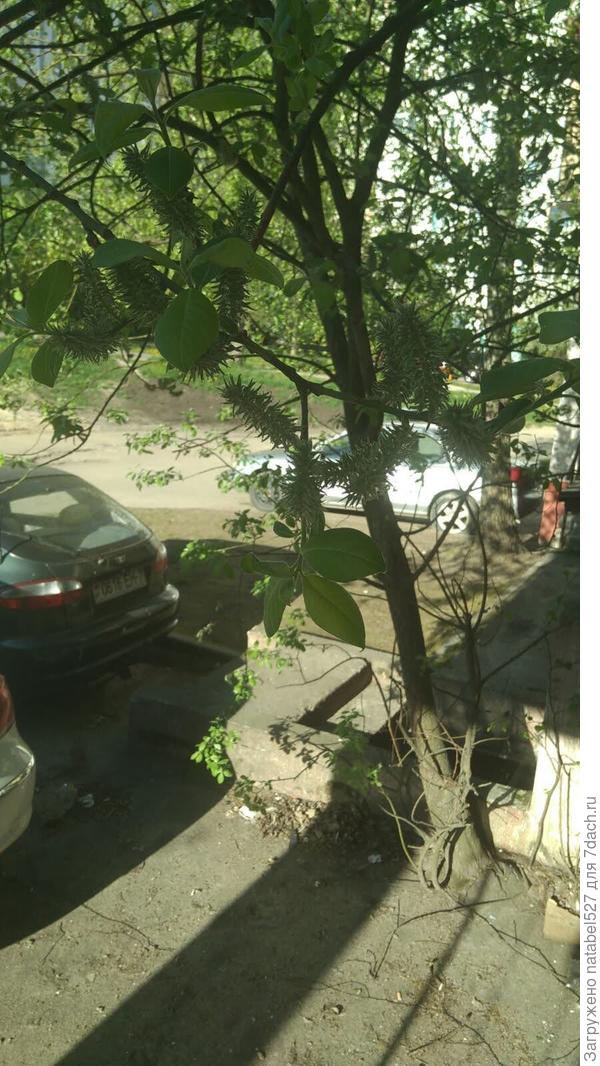 растет возле дома не знаем название.