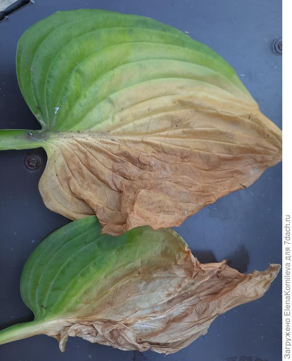 вот так выглядят листья хост