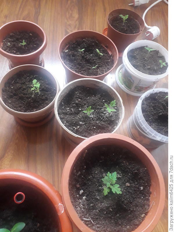 взрыхлил бро сразу как ты сказал