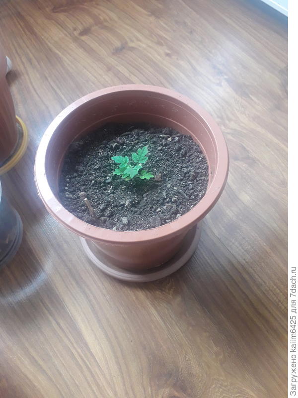 может подкорма нужна ?