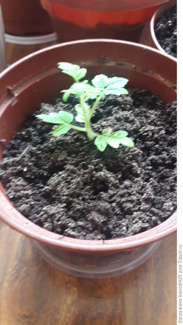 сорт Бонсай