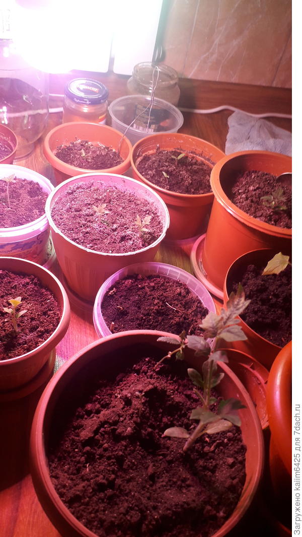 она на первом плане стоит зря пересадилл