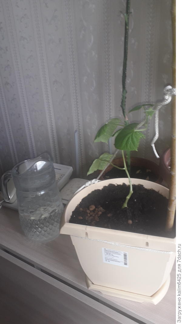 Новый семилитровый горшок