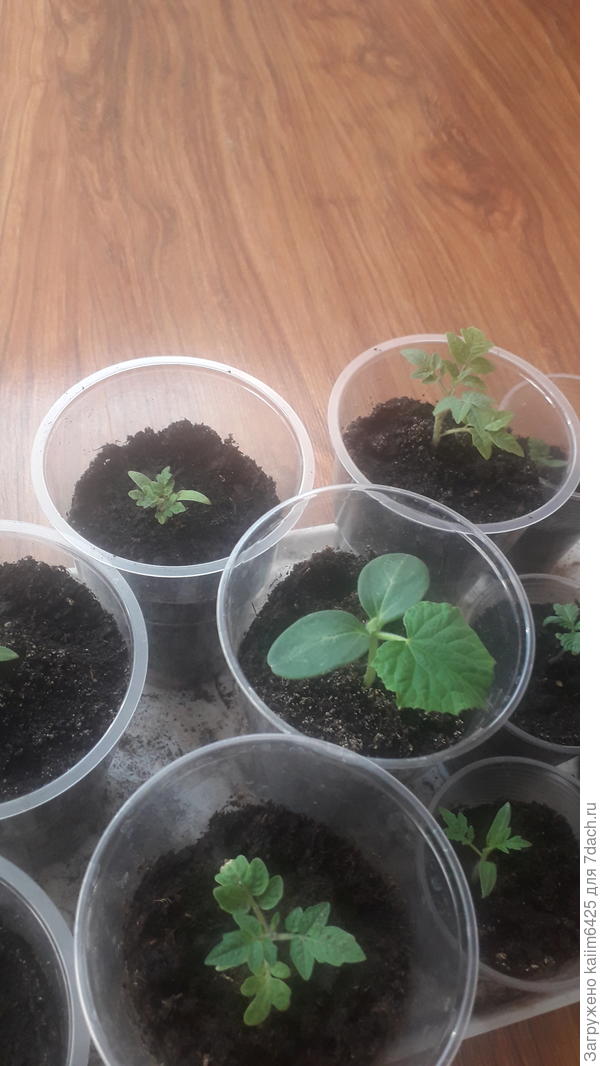 Сколько еще ждать когда подымиться??