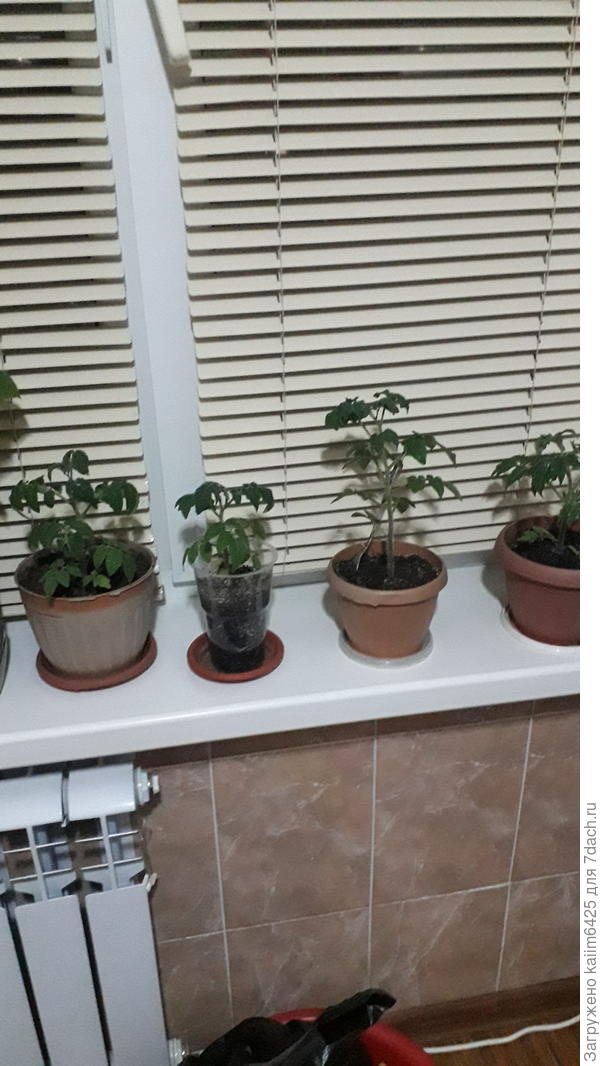 томаты опрыскивал