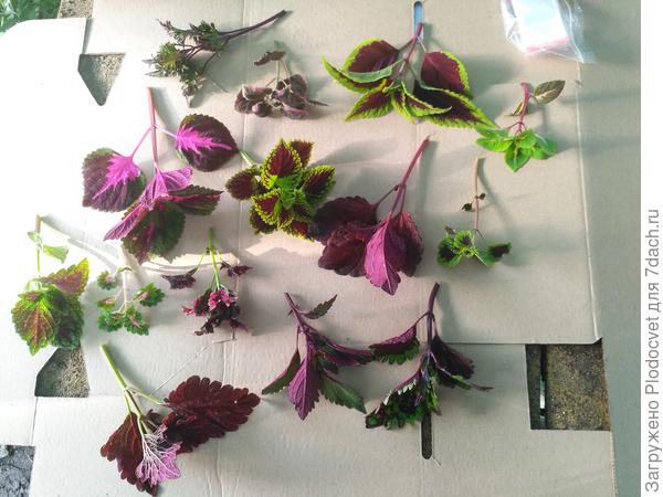 Фото колеусов на отправку.