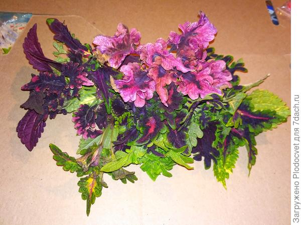 Колеусы на отправку