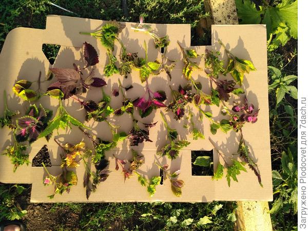 Колеусы на отправку. Куда уж крупнее? Если сорт карликовый, то и черенок будет маленький. Таких практически всегда кладу два шт за один.