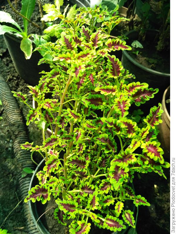 Фото принадлежат  plodocvet.ru