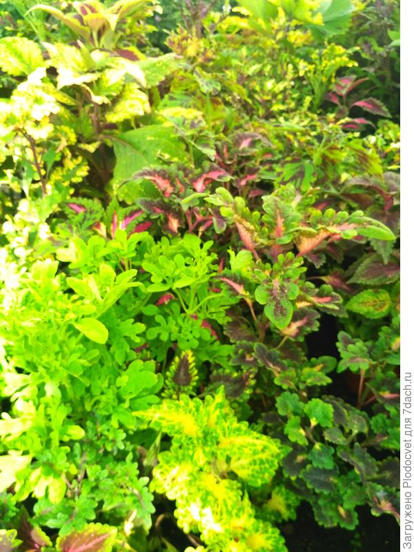 Красавцы колеусы. Фото принадлежат  plodocvet.ru