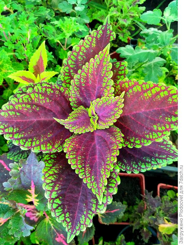 Все сорта можно посмотреть на нашем сайте  plodocvet.ru