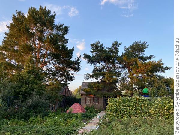 Расположение дома и сосны.