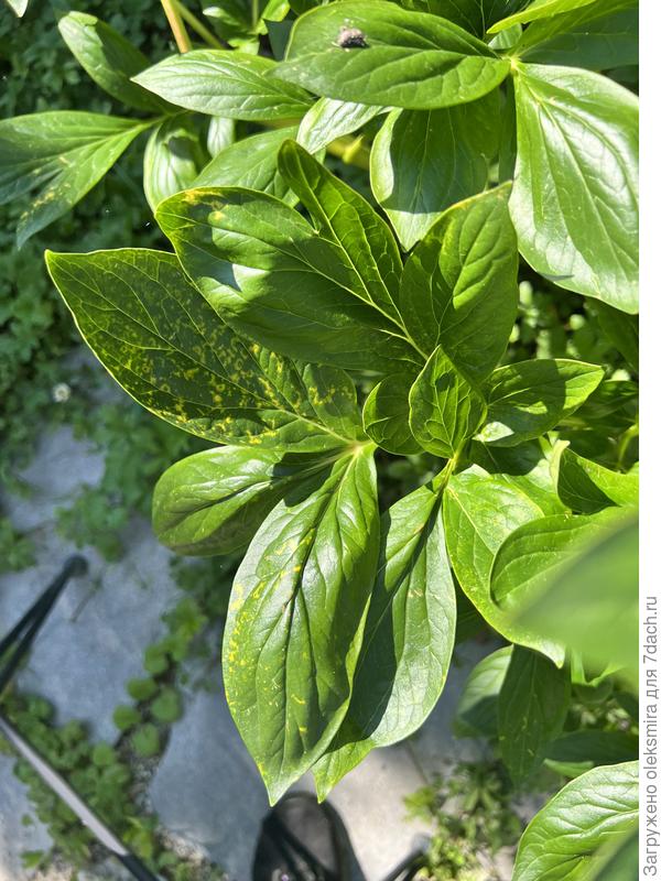 Поражены все ветки