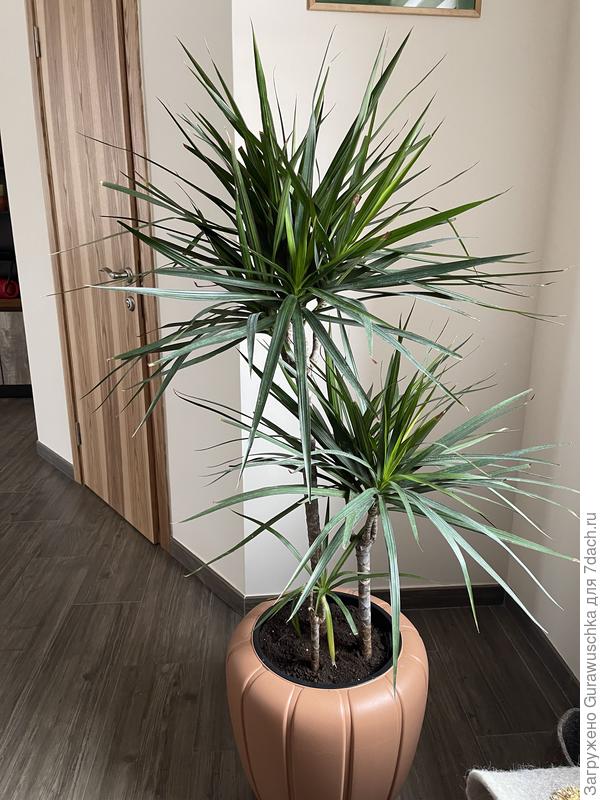 Вот так весь цветок выглядит сейчас