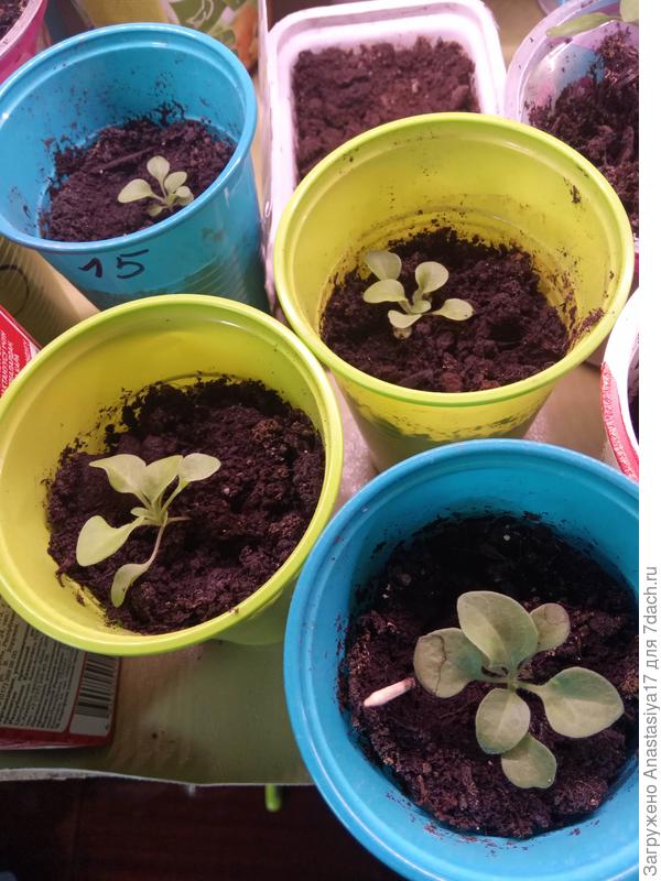 Уцелевшие первенцы