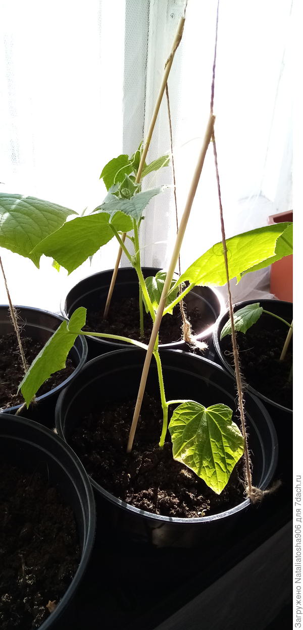 По 6 листиков