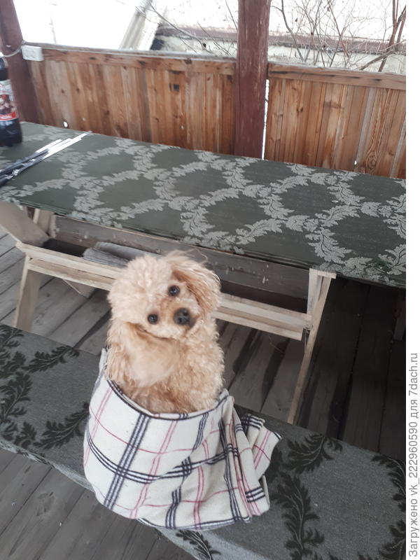 Любимый пёсель)