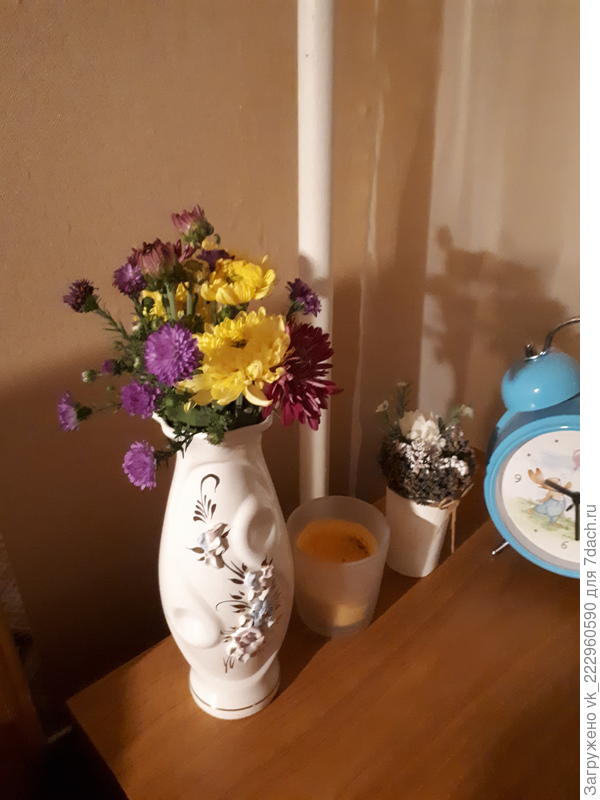 Мои первые хризантемы