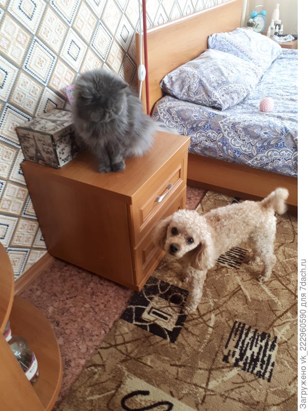 Персик и Пушик)))