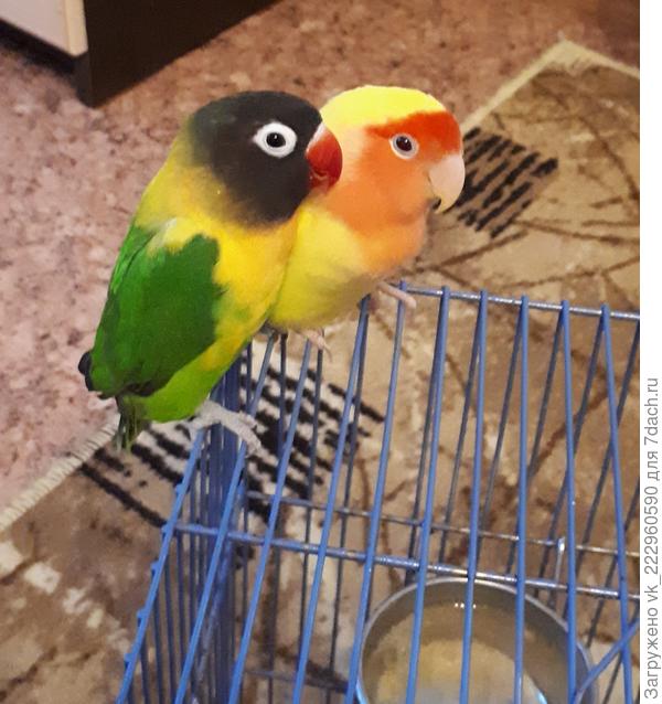 Наши Кири)девочка Киря и мальчик Кирюша